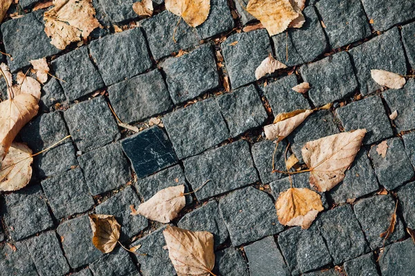 Gündüzleri şık bahçede çeşitli renklerde birbirine yakın köşeler.