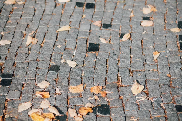 Gündüzleri şık bahçede çeşitli renklerde birbirine yakın köşeler.