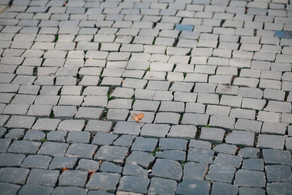 Gündüzleri şık bahçede çeşitli renklerde birbirine yakın köşeler.