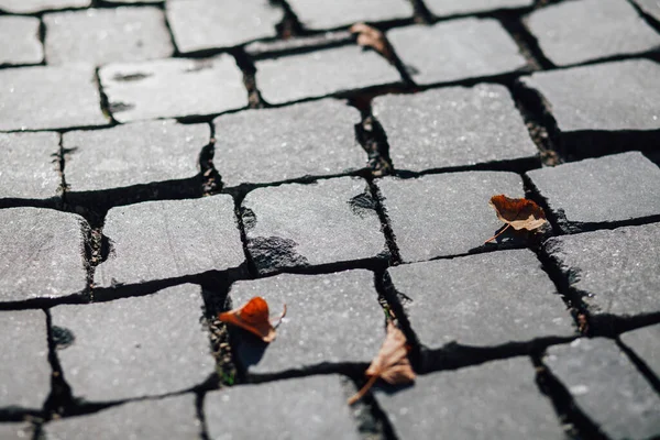 Gündüzleri şık bahçede çeşitli renklerde birbirine yakın köşeler.