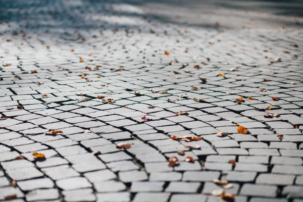 Gündüzleri şık bahçede çeşitli renklerde birbirine yakın köşeler.
