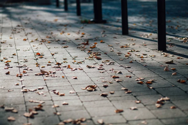 Gündüzleri şık bahçede çeşitli renklerde birbirine yakın köşeler.