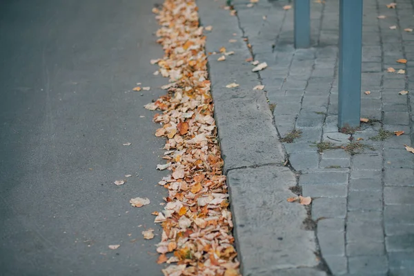 Gündüzleri şık bahçede çeşitli renklerde birbirine yakın köşeler.