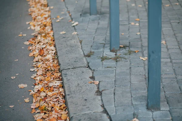 Gündüzleri şık bahçede çeşitli renklerde birbirine yakın köşeler.
