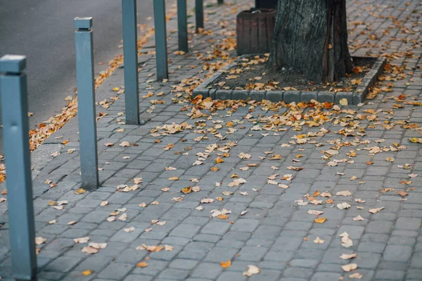 Pavimentazione Pietre Con Pali Ferro Piedi Sentiero Nel Parco — Foto Stock