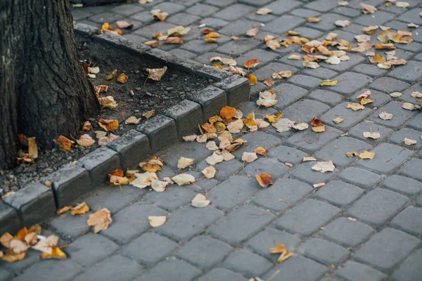 Gündüzleri şık bahçede çeşitli renklerde birbirine yakın köşeler.