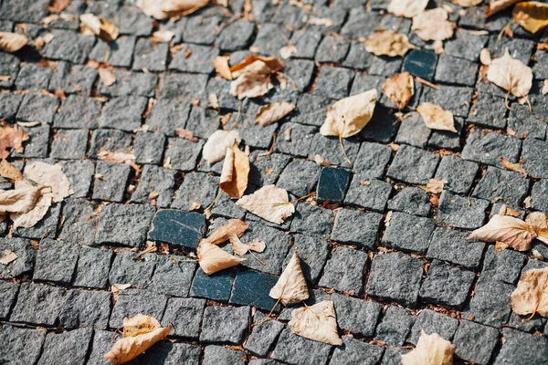 Gündüzleri şık bahçede çeşitli renklerde birbirine yakın köşeler.