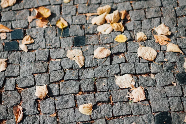 Gündüzleri şık bahçede çeşitli renklerde birbirine yakın köşeler.