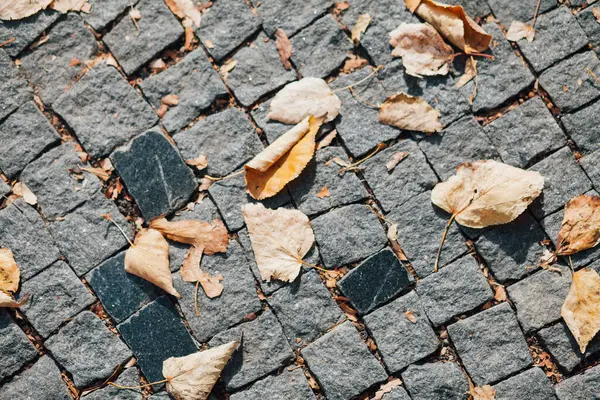 Gündüzleri şık bahçede çeşitli renklerde birbirine yakın köşeler.