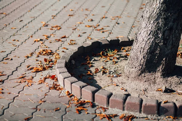 Gündüz vakti şehir parkında yürüyüş yolu taşları 