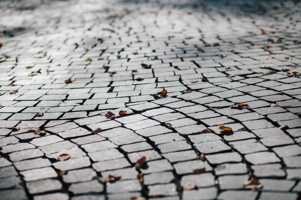 Gündüzleri şık bahçede çeşitli renklerde birbirine yakın köşeler.