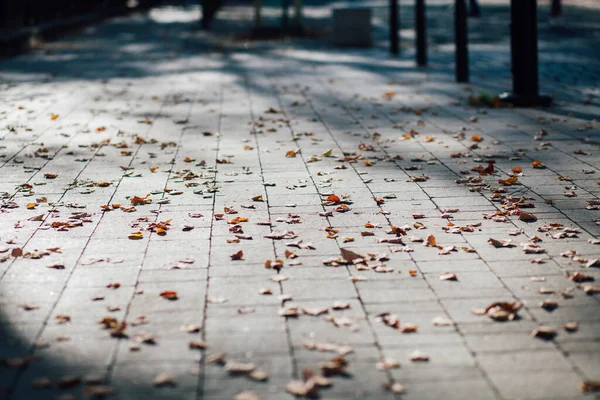Gündüzleri şık bahçede çeşitli renklerde birbirine yakın köşeler.