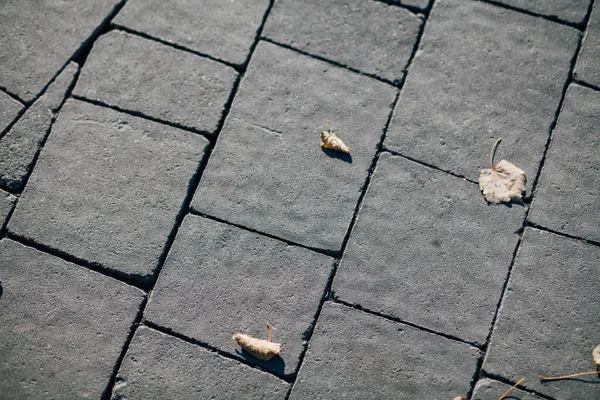 Gündüzleri şık bahçede çeşitli renklerde birbirine yakın köşeler.
