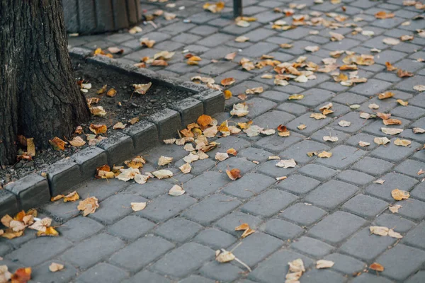 Gündüzleri şık bahçede çeşitli renklerde birbirine yakın köşeler.