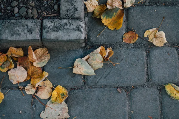 Gündüzleri şık bahçede çeşitli renklerde birbirine yakın köşeler.