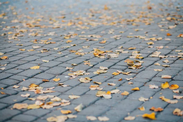 Gündüzleri şık bahçede çeşitli renklerde birbirine yakın köşeler.