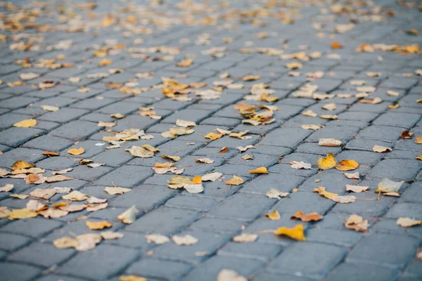 Gündüzleri şık bahçede çeşitli renklerde birbirine yakın köşeler.