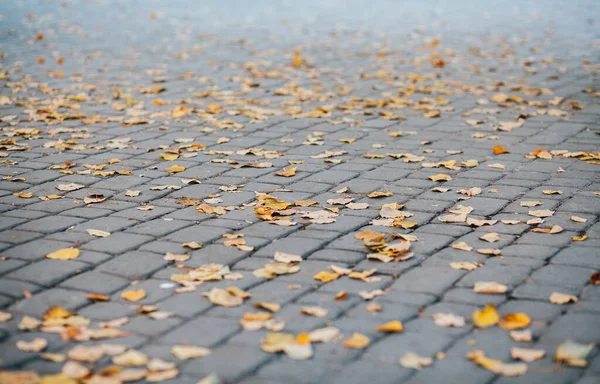 Gündüzleri şık bahçede çeşitli renklerde birbirine yakın köşeler.