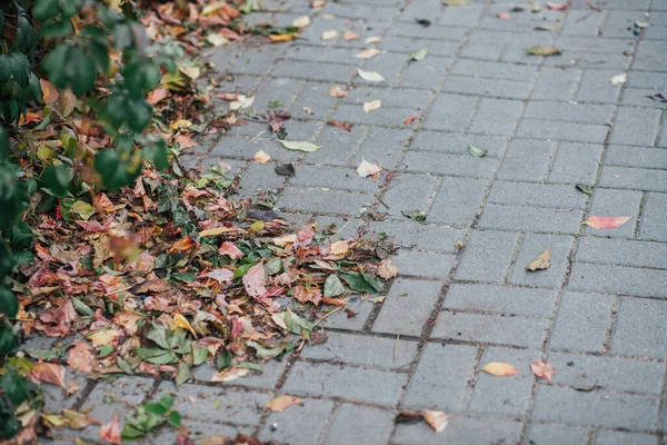 Gündüzleri şık bahçede çeşitli renklerde birbirine yakın köşeler.