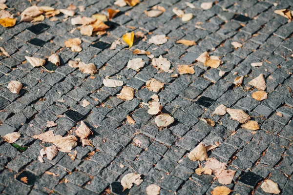 Gündüzleri şık bahçede çeşitli renklerde birbirine yakın köşeler.