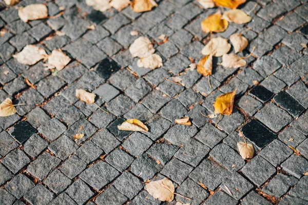 Gündüzleri şık bahçede çeşitli renklerde birbirine yakın köşeler.