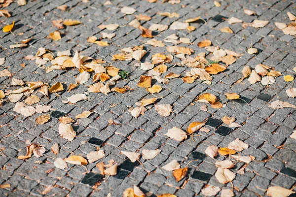 Pavers Aninhados Várias Cores Jardim Chique Durante Dia — Fotografia de Stock