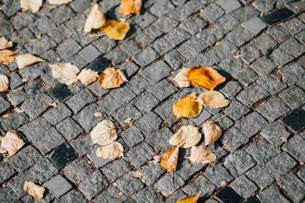 Φωλιασμένο Pavers Διαφόρων Χρωμάτων Κομψό Κήπο Κατά Διάρκεια Της Ημέρας — Φωτογραφία Αρχείου