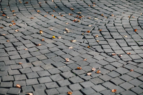 Gündüzleri şık bahçede çeşitli renklerde birbirine yakın köşeler.
