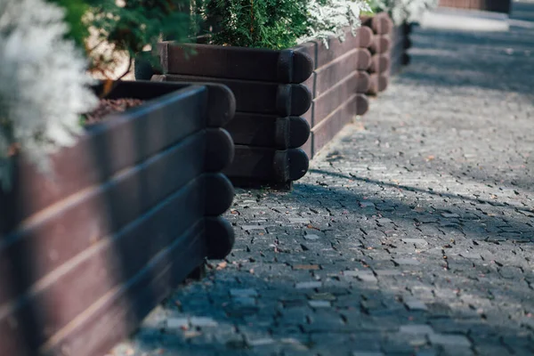 Gündüz vakti yeşil bitkilerle dolu kutular. 