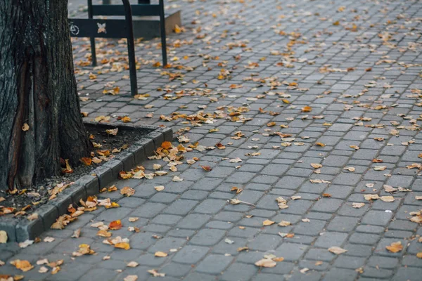 Φωλιασμένο Pavers Διαφόρων Χρωμάτων Κομψό Κήπο Κατά Διάρκεια Της Ημέρας — Φωτογραφία Αρχείου