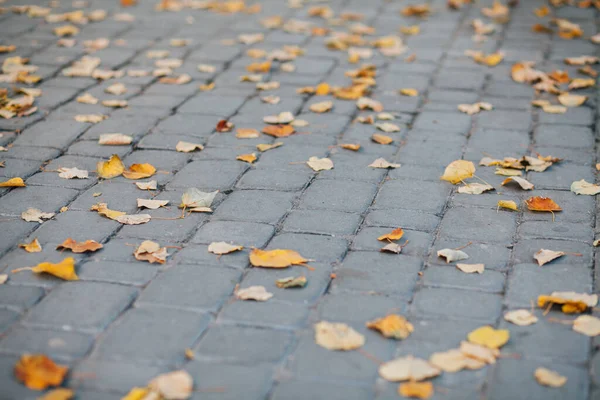 Gündüzleri şık bahçede çeşitli renklerde birbirine yakın köşeler.