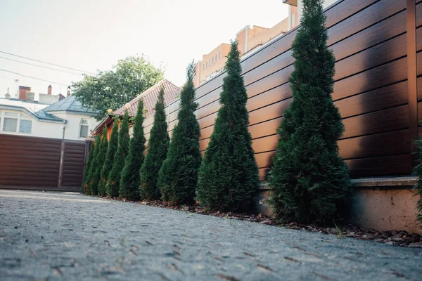 Yeni metal çitli yeşil ladin ağaçları