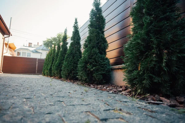 Yeni metal çitli yeşil ladin ağaçları