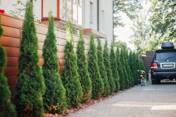 Yeni metal çitli yeşil ladin ağaçları