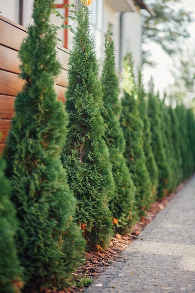 Yeni metal çitli yeşil ladin ağaçları