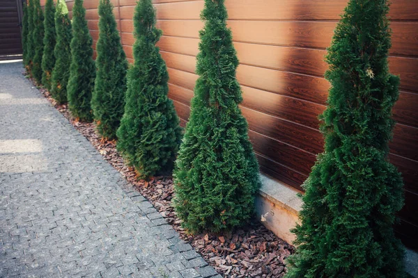 Yeni metal çitli yeşil ladin ağaçları