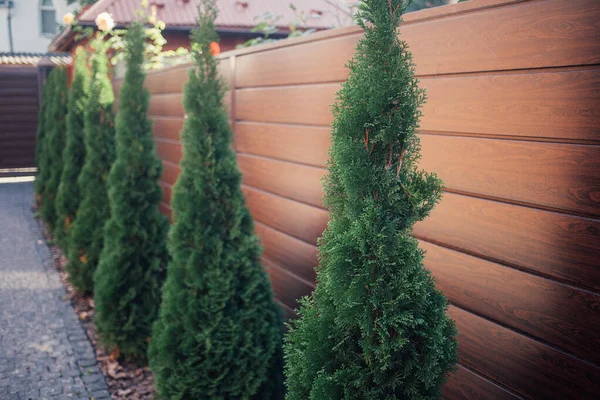 Yeni metal çitli yeşil ladin ağaçları