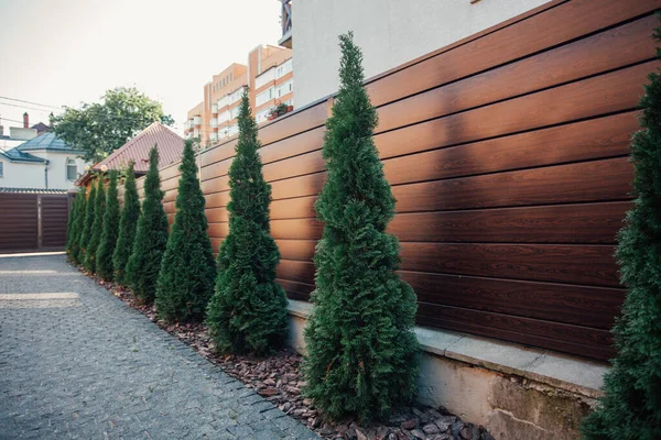 Yeni metal çitli yeşil ladin ağaçları