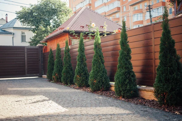 Yeni metal çitli yeşil ladin ağaçları