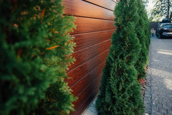 Yeni metal çitli yeşil ladin ağaçları