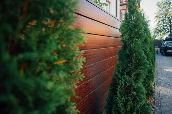 Yeni metal çitli yeşil ladin ağaçları