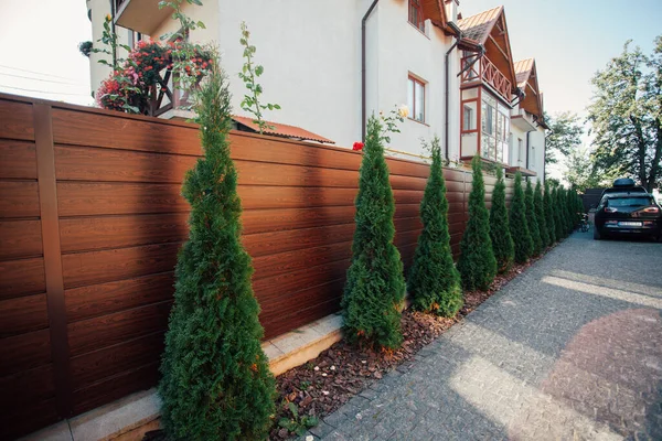 Yeni metal çitli yeşil ladin ağaçları