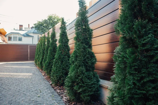 Yeni metal çitli yeşil ladin ağaçları