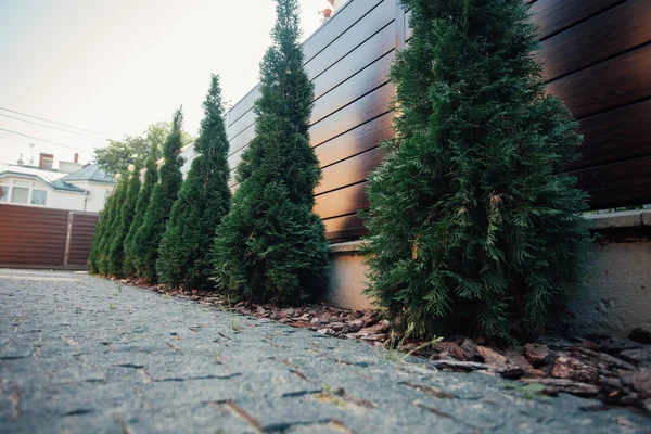 Yeni metal çitli yeşil ladin ağaçları