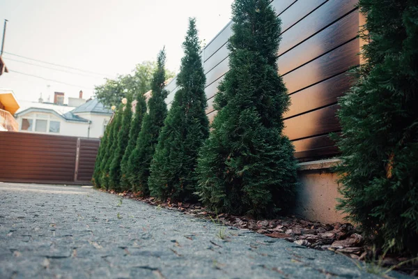 Yeni metal çitli yeşil ladin ağaçları