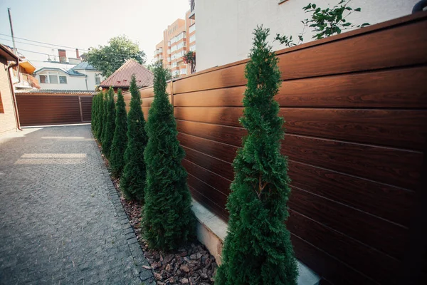 Yeni metal çitli yeşil ladin ağaçları