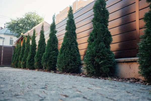 Yeni metal çitli yeşil ladin ağaçları