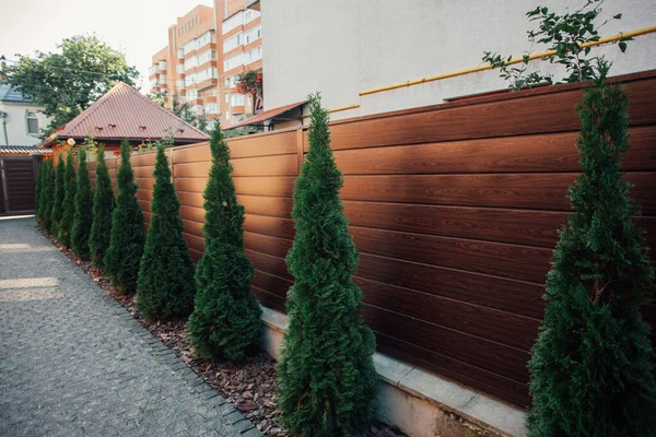 Yeni metal çitli yeşil ladin ağaçları