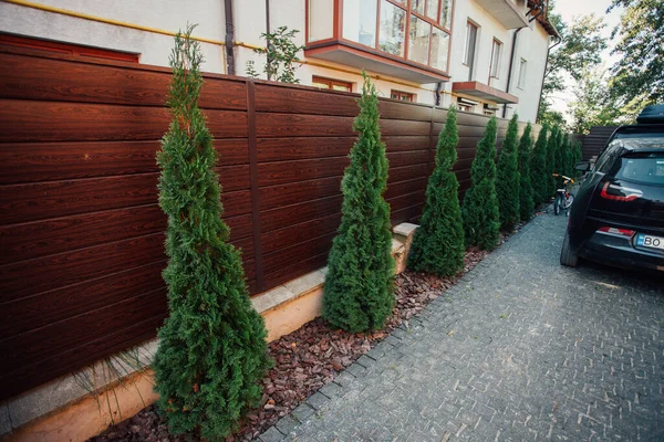 Yeni metal çitli yeşil ladin ağaçları