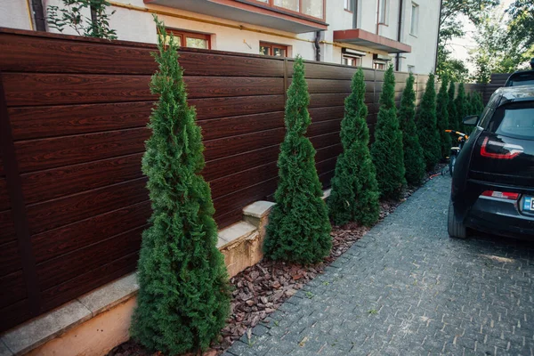 Yeni metal çitli yeşil ladin ağaçları